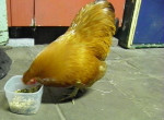 Meneer kip